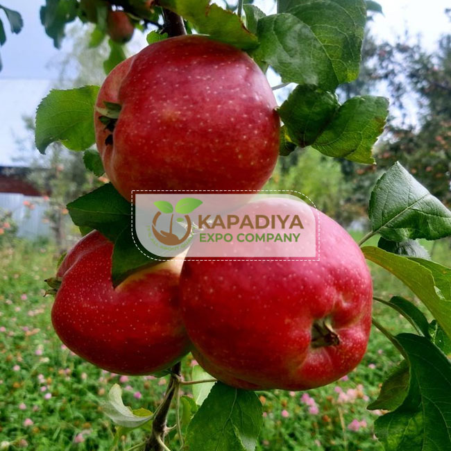 Fresh Kashmiri Apple