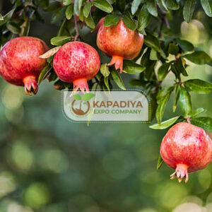 Fresh Pomegranate