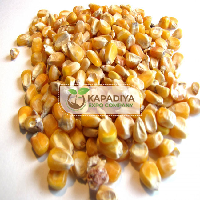 Maize Grain