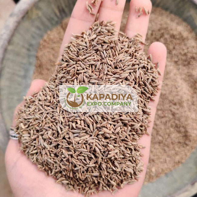 Singapore Cumin Seed